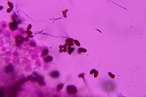 Psathyrella debilis image