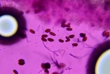 Psathyrella debilis image