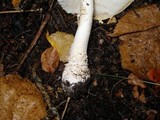 Amanita muscaria var. formosa image