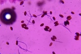 Psathyrella debilis image