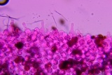 Psathyrella debilis image