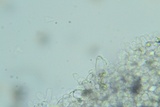 Psathyrella debilis image