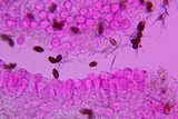 Psathyrella debilis image