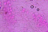 Psathyrella debilis image