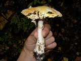 Amanita muscaria var. formosa image