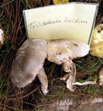 Tricholoma luridum image
