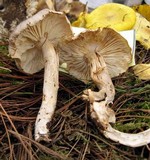 Tricholoma luridum image