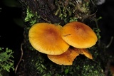 Xeromphalina tenuipes image