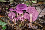 Gymnopus iocephalus image