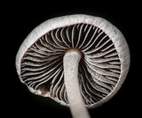 Panaeolus antillarum image