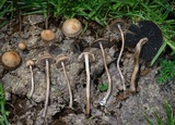 Panaeolus cinctulus image