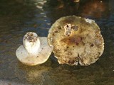 Russula aeruginea image