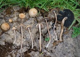 Panaeolus cinctulus image