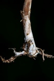 Panaeolus cinctulus image