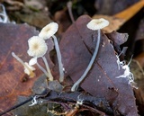 Mycena guzmanii image