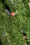 Mycena nebula image