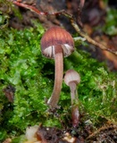 Mycena nebula image