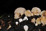 Panellus pusillus image