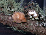 Tremella encephala image