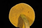 Retiboletus flavoniger image
