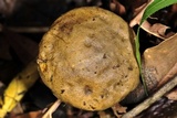 Retiboletus flavoniger image