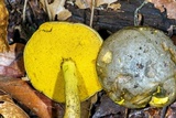 Retiboletus flavoniger image