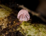 Mycena lumina image