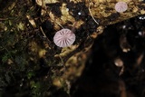 Mycena lumina image