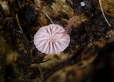 Mycena lumina image