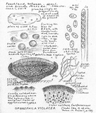 Ombrophila violacea image