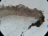 Ombrophila violacea image