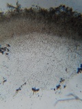 Ombrophila violacea image