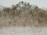 Ombrophila violacea image