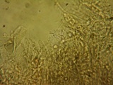Ombrophila violacea image