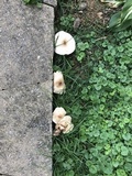 Marasmius nigrodiscus image