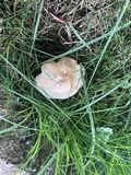 Marasmius nigrodiscus image