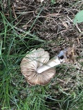 Marasmius nigrodiscus image