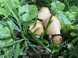 Marasmius nigrodiscus image