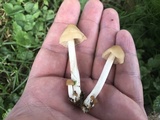 Marasmius nigrodiscus image
