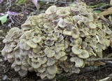 Polyporus umbellatus image