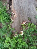 Ganoderma lobatum image