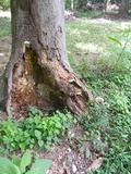 Ganoderma lobatum image