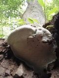 Ganoderma lobatum image