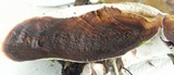 Ganoderma lobatum image
