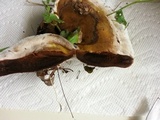 Ganoderma lobatum image