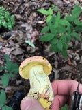 Boletus pallidoroseus image