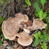 Laetiporus persicinus image