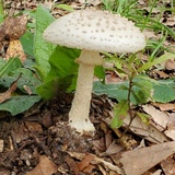 Amanita canescens image