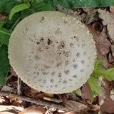 Amanita canescens image