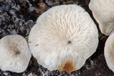 Campanophyllum proboscideum image